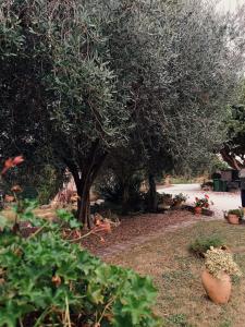 eine Gruppe von Bäumen und Pflanzen auf einem Hof in der Unterkunft IL CASALE in Montemarciano