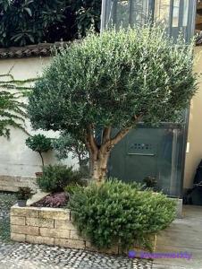 een boom voor een gebouw met een deur bij Le Tre Ca', Ca' Cecilia, Ca' Nina, Ca' Vittoria in Asti
