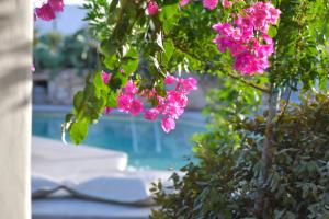 a bunch of pink flowers hanging from a bush at Portes Houses in Koufonisia
