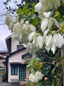a tree with white flowers in front of a house at Rynn Hotel in Trat