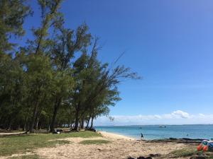 a beach with trees and the ocean on a sunny day at Beautiful 3 rooms apartment, 2 beds & 1 dressing room in Flic-en-Flac