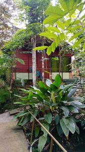 a small red house with green plants in front of it at Guapote Lodge in Tigra