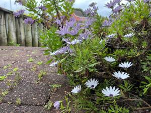 Garður fyrir utan Auckland Sea&SkyTower view Homestay with free Netflix, Parking