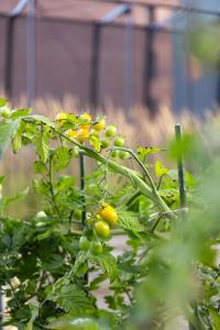 a bunch of green grapes on a plant at Spacious modern 2BR apartment at Central OSLO BARCODE in Oslo