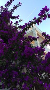 Fotografie z fotogalerie ubytování Apartments Lejla Korčula v destinaci Korčula