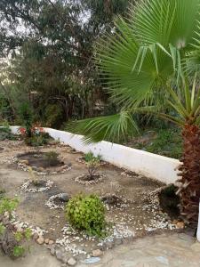 A garden outside Casa Las Adelfas