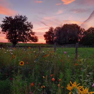 un campo de flores con una valla y un árbol en De Molenlos, en Zottegem