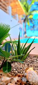una planta verde sentada en el suelo cerca de una piscina en Boho Boutique Villa - Beachfront Villa , Adults Only with Private Pool en Kiwengwa
