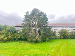 een boom in een veld voor een gebouw bij One Bedroom Apartment In Rdovre, Trnvej 41b, in Rødovre