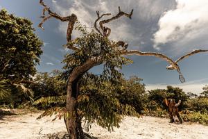 un albero sulla spiaggia con una persona accanto di Corumbau cura - Camping a Corumbau