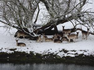 Altri animali domestici presso the country house o nei dintorni