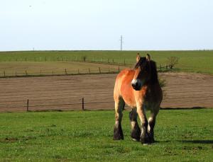 Altri animali domestici presso the country house o nei dintorni