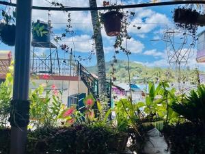 Mountain View Homestay外面的花园