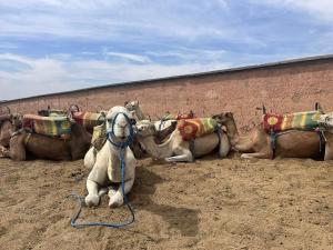 馬拉喀什的住宿－Imlil，一群骆驼躺在墙上