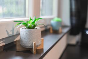 a plant sitting on a counter next to a window at Les Figuiers - Appartement Cozy avec Jardin in Andenne
