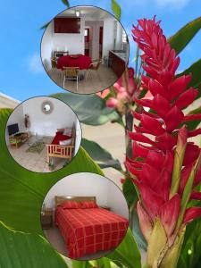 uma colagem de quatro fotos de um quarto e uma flor em Case rouge em Les Abymes