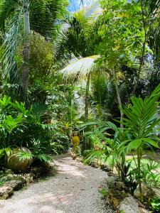 a dirt path in a tropical forest with palm trees at Caba&ntilde;as Hostal & Camping Magic Bacalar in Bacalar