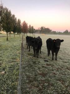 un grupo de vacas negras de pie en un campo en The Farm 2460 - Southern Highlands, en Canyonleigh