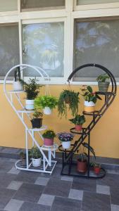 a shelf filled with potted plants next to a wall at 光腳丫宜蘭民宿 in Dongshan