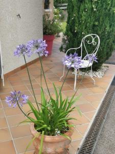 una maceta con flores púrpuras junto a un banco en La Moderne 