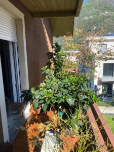 um gato sentado num alpendre ao lado de uma planta em the AllSun em Tirano