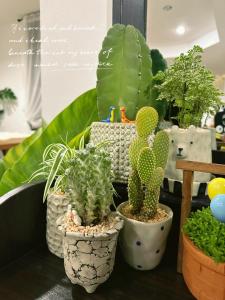 a group of potted plants sitting on a table at An‘s Home in Chiang Mai