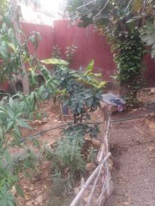 einen Garten mit einem Haufen Pflanzen in einem Hof in der Unterkunft Chez Fatima in Agadir