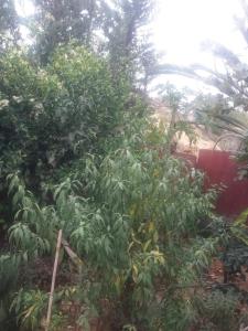 een tuin met een bos van groene planten bij Chez Fatima in Agadir