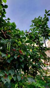 Fotografie z fotogalerie ubytování Relax Camping v destinaci Gjirokastër