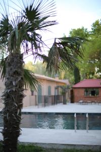 a palm tree in front of a swimming pool at Lodges & Nature - 71 in Avignon