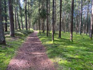 eine unbefestigte Straße in einem Wald mit Bäumen in der Unterkunft Landgasthof Brandtner Wirt in Langdorf