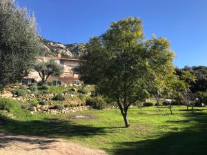 un arbre dans un champ avec un bâtiment en arrière-plan dans l'établissement STUDIO indépendant au calme, à Lumio