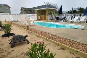 uma piscina com uma tartaruga e cadeiras num quintal em 5233 - Surfin Shamrock em Kill Devil Hills