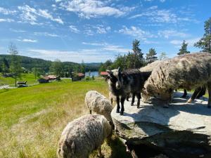 a group of sheep standing in a field at Bolkesjø Gaard in Notodden