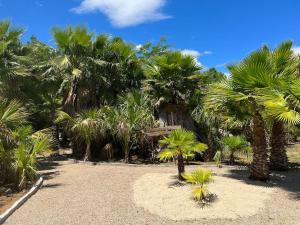eine Gruppe von Palmen in einem Hof mit einem Gebäude in der Unterkunft CASA RURAL EN BOSQUE DE PALMERAS in Alberche del Caudillo
