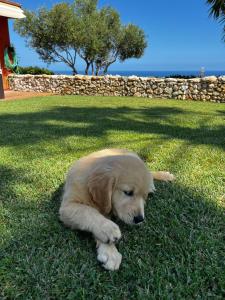 Mascotas con sus dueños en Tu pequeño paraíso