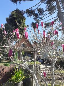 uma árvore com flores rosas em frente a uma casa em Chalé ensolarado, bairro Frei Rogerio em Lages