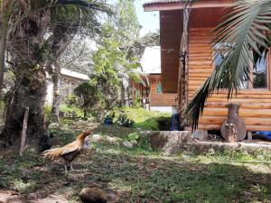 a chicken walking in front of a house at SHERANPAZ in Oxapampa
