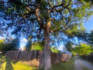 un grande albero di fronte a una recinzione di legno di Private House in Sacramento. Only 2mins to Freeway! a Sacramento