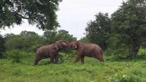 two elephants standing next to each other in a field at Big House Udawalawe in Udawalawe