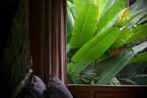 ein Fenster mit einem Haufen großer grüner Blätter in der Unterkunft 吾爱堂 in Lijiang