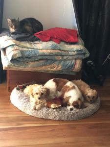 Twee honden en een kat liggen op een bed. bij Horseinaround in Cambridge