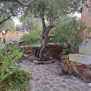 een boom naast een stenen muur met een bank bij Casa sorriso in San Teodoro