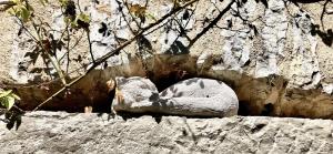 Tiere im Ferienhaus oder in der Nähe