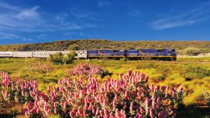 Ein blauer Zug fährt durch ein Feld mit rosa Blumen in der Unterkunft estrella24 LIVING ROOMS Sydney in Herne