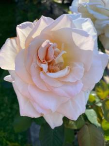 a close up of a pale pink rose at Adelaide Style Accommodation - City to Beach - Free WIFI - Free 3 car parking - Great location in Adelaide