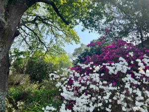 Gowan Valley Guest Farm في Balgowan: حديقة بها زهور وردية وبيضاء