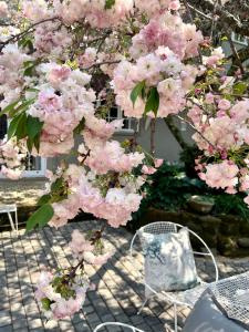 uma árvore cheia de flores rosas ao lado de uma cadeira em Gowan Valley Guest Farm em Balgowan