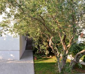 drzewo w ogrodzie obok domu w obiekcie Apartments Doda w mieście Zadar