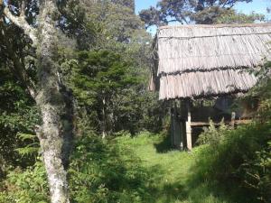 an old house with a thatched roof in a forest at Cuckooland Tented Lodge 